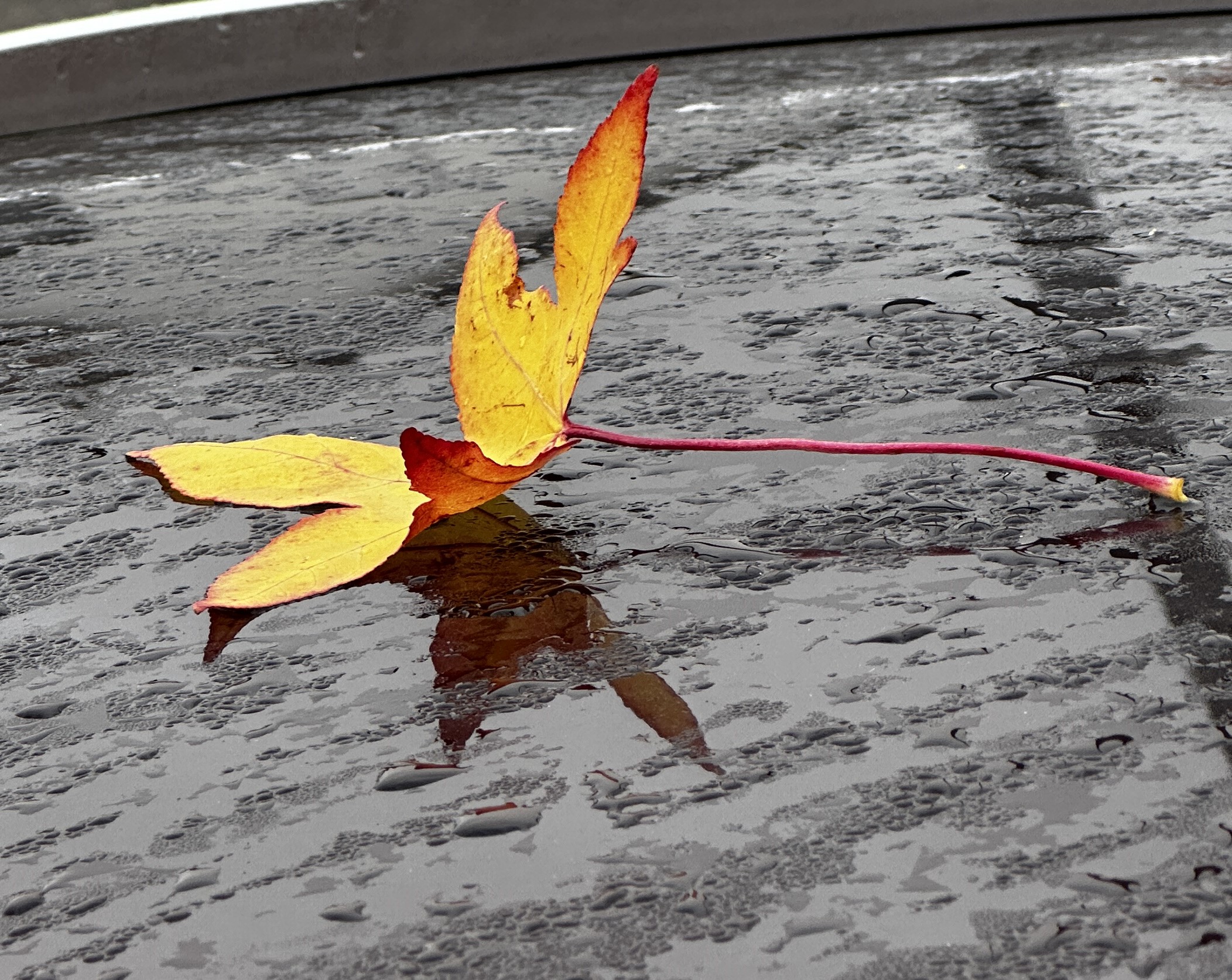 251016CCa-0098.JPG