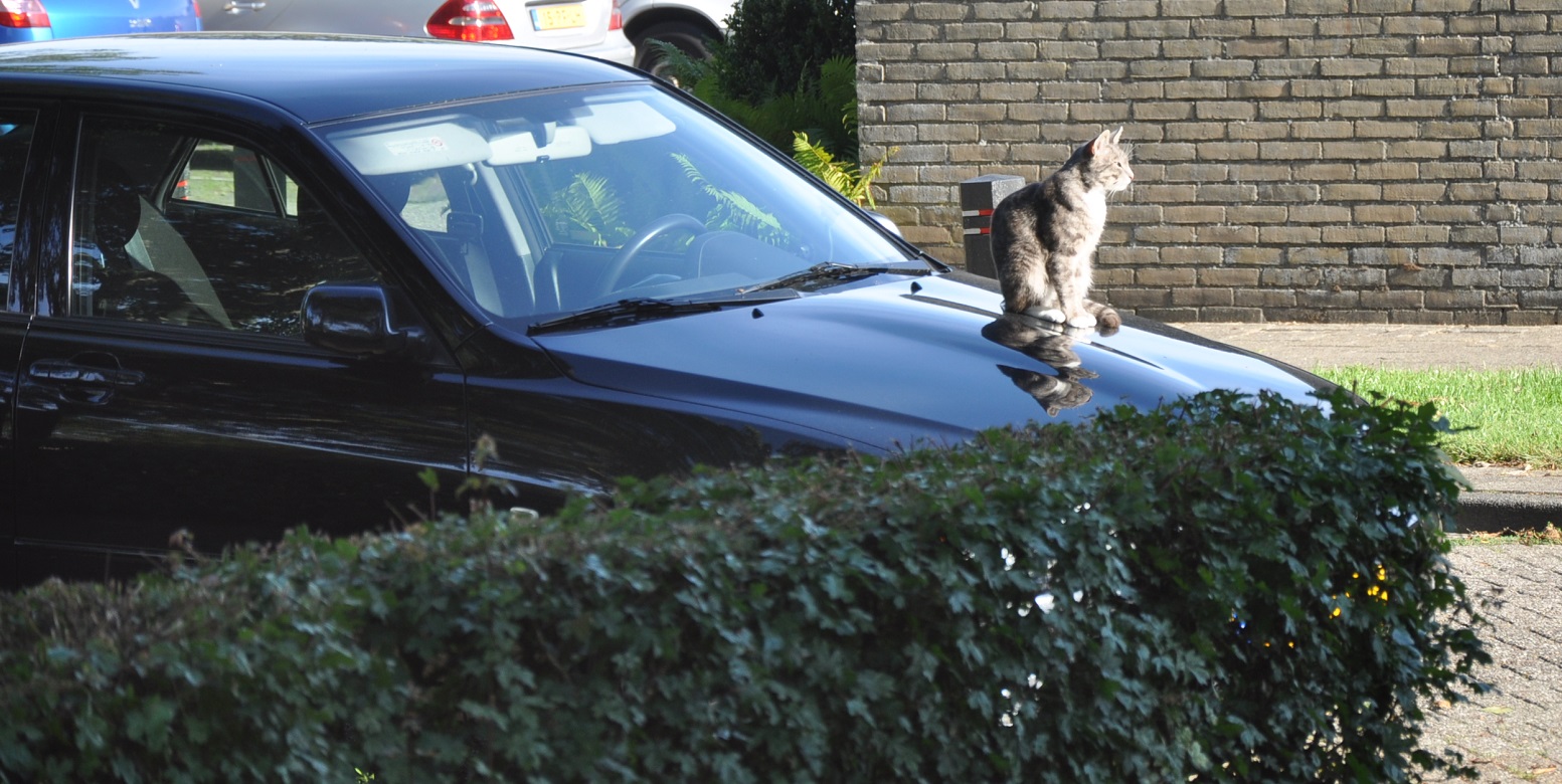 Vreemd poesje op de auto 10-juli-2011.JPG