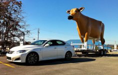 11-05-13-lexus-is-f-hauling-plastic-cow.jpg