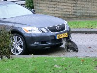 Coos voor de GS450h.JPG