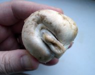 vagina-mushroom.jpg
